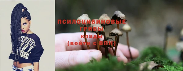 гашик Карпинск